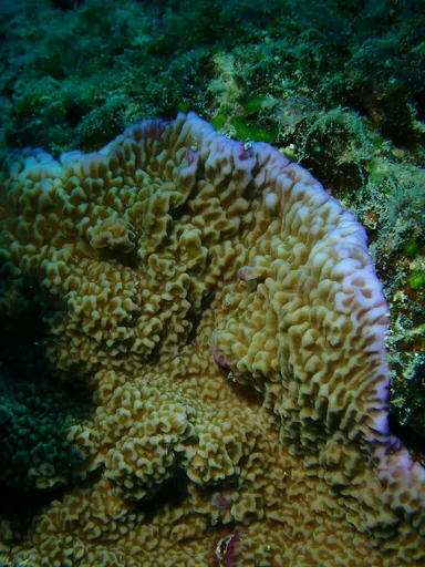 Undata Montipora (Montipora undata)