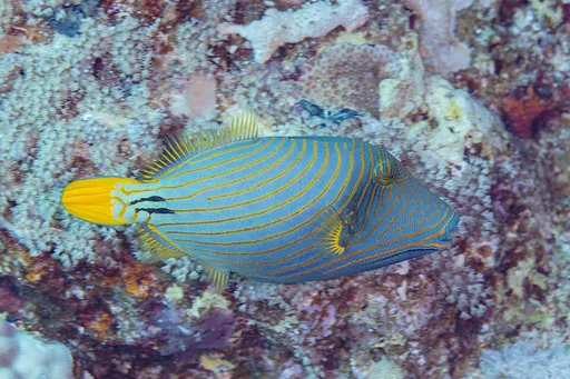 Undulated triggerfish (Balistapus undulatus)