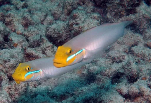 Golden Head Sleeper Goby (Valenciennea strigata)