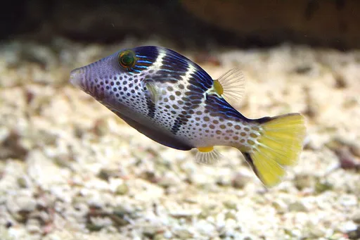 Valentini Puffer (Canthigaster valentini)