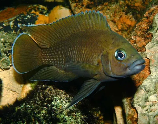 Moore's lamprologus (Variabilichromis moorii)