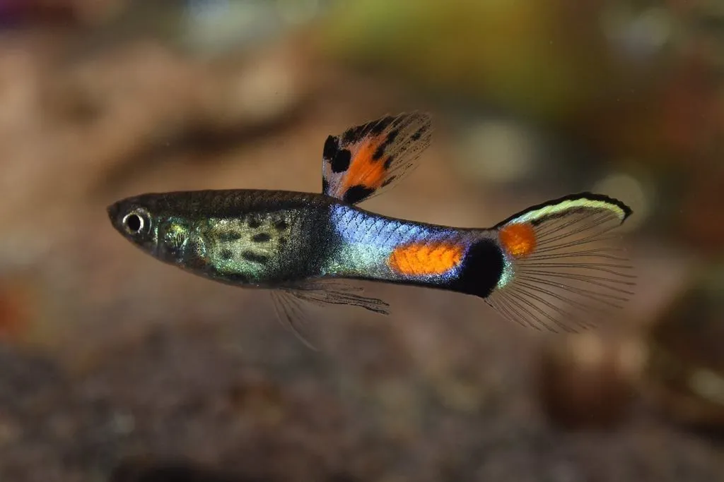 Black bar endler (Poecilia wingei)