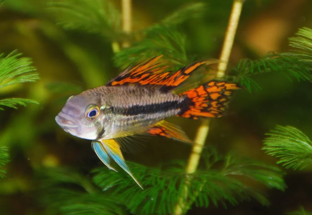 Double red cockatoo cichlid (Apistogramma cacatuoides)