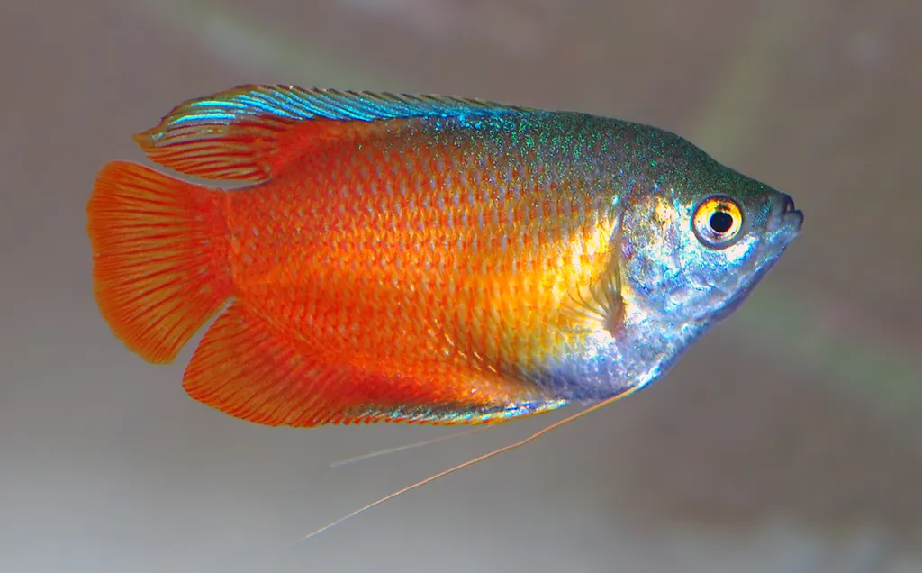Flame dwarf gourami (Trichogaster lalius)