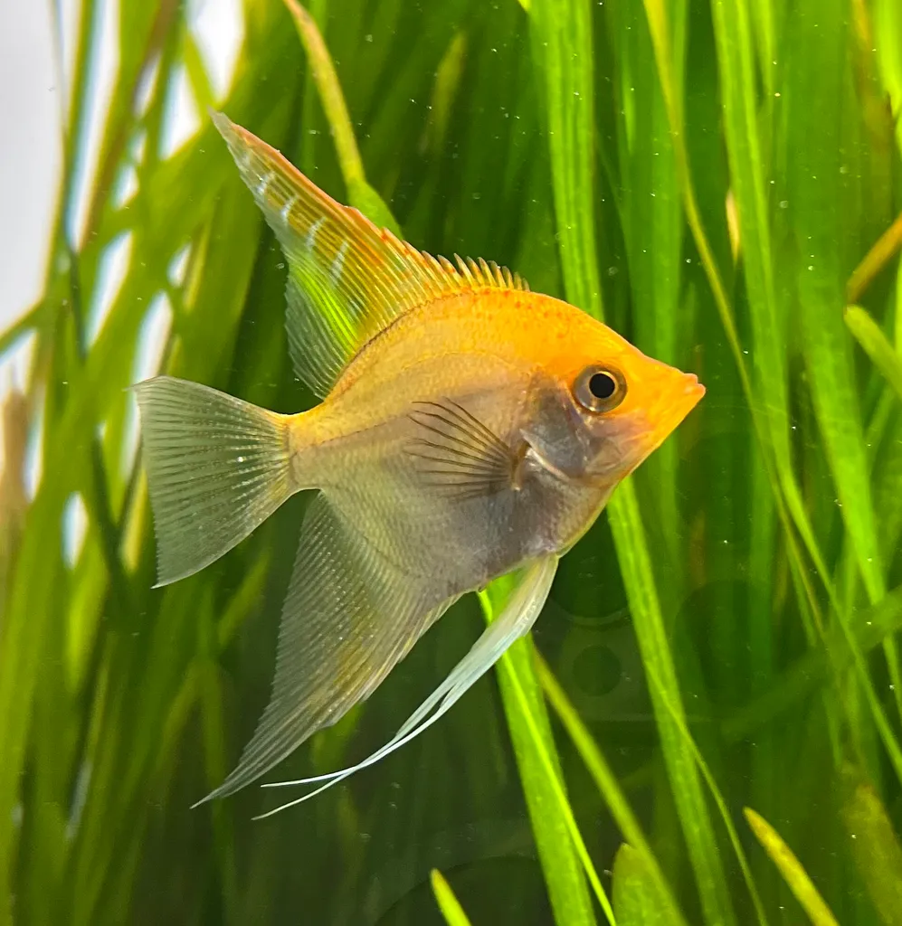 Gold angelfish (Pterophyllum scalare)