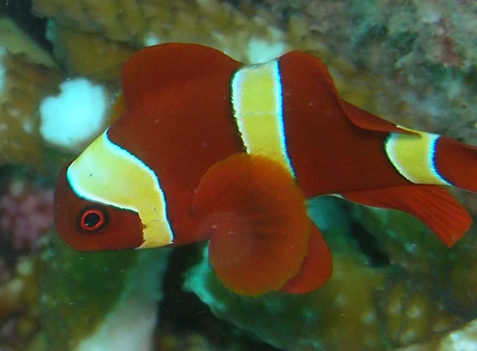Gold Stripe maroon clownfish (Premnas biaculeatus)