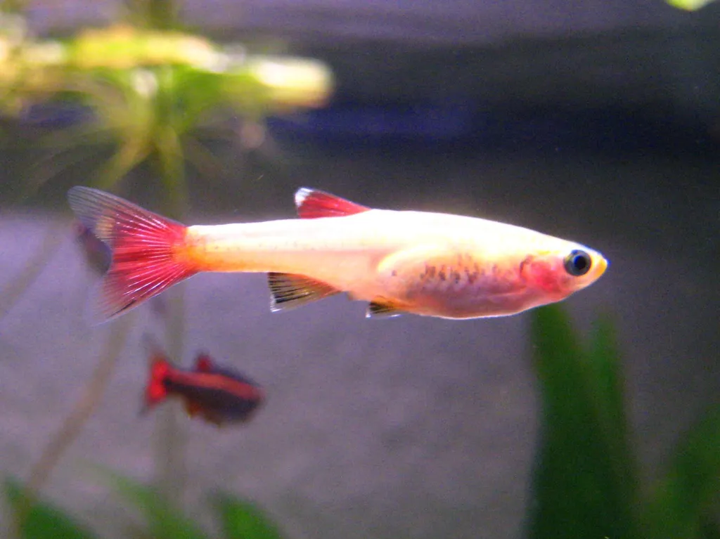 Golden white cloud minnow (Tanichthys albonubes)