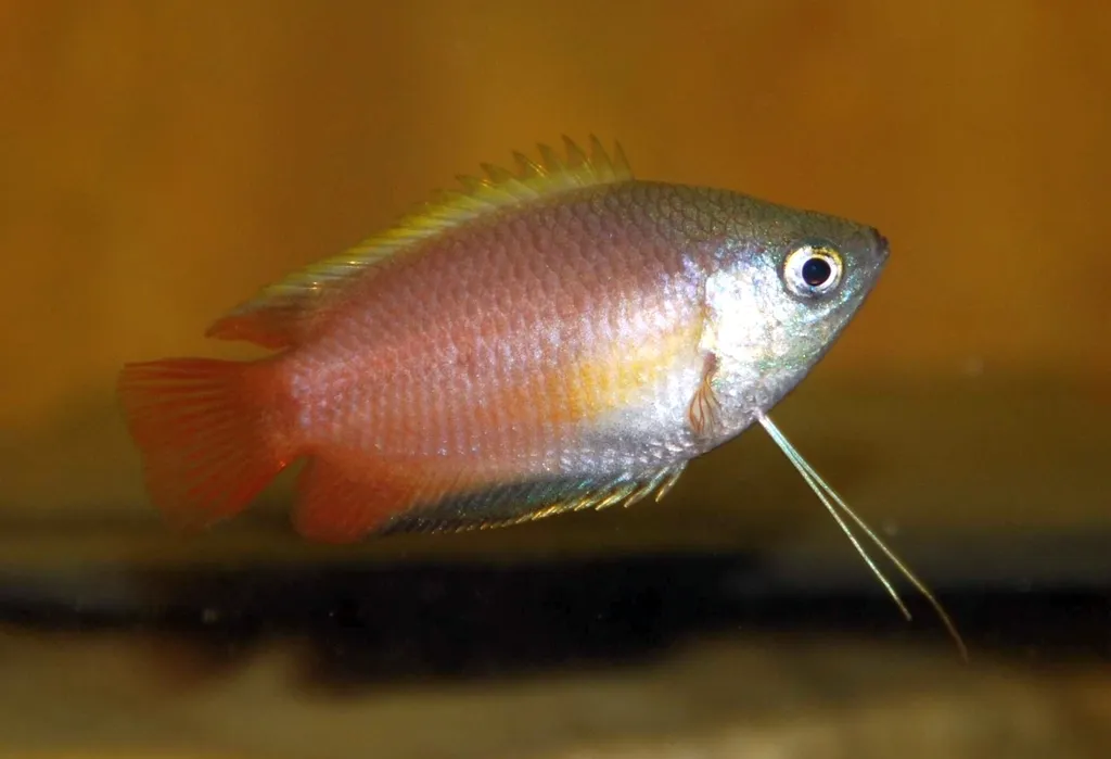 Sunset honey gourami (Trichogaster chuna)