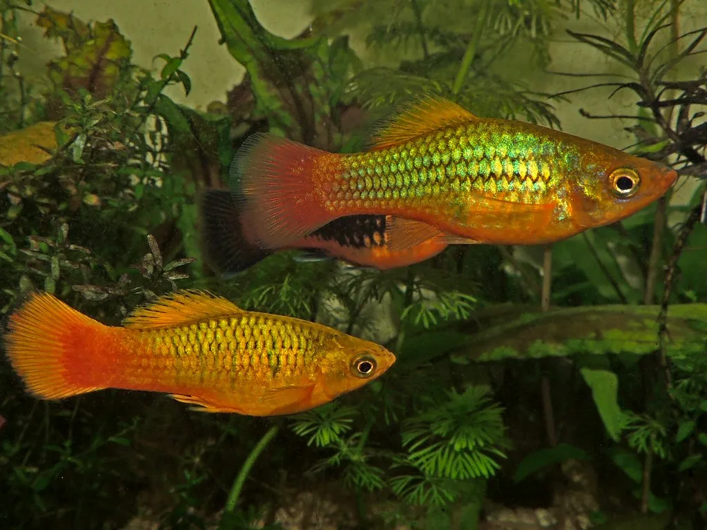 Sunset platy (Xiphophorus variatus)