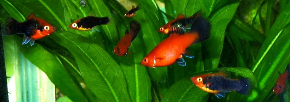 Wagtail platy (Xiphophorus maculatus)