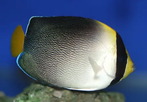 Vermiculated Angelfish (Chaetodontoplus mesoleucus)