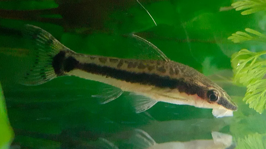 Vestitus otocinclus (Otocinclus vestitus)