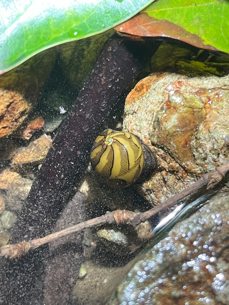 Virgin nerite (Vitta virginea)