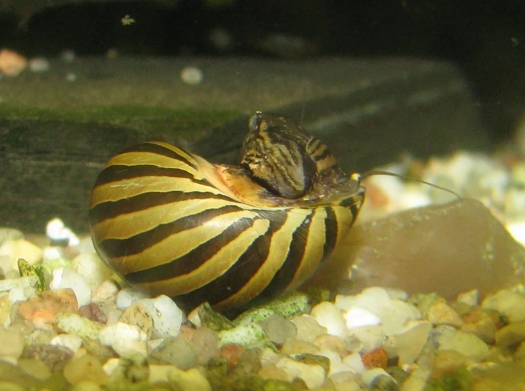 Tiger nerite (Vittina coromandeliana)