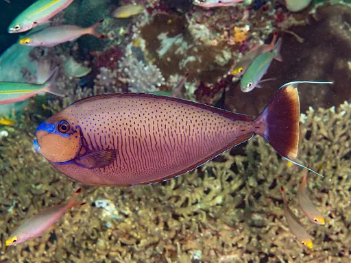 Vlamingi Tang (Naso vlamingii)
