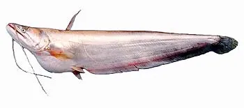Wallago catfish (Wallago attu)