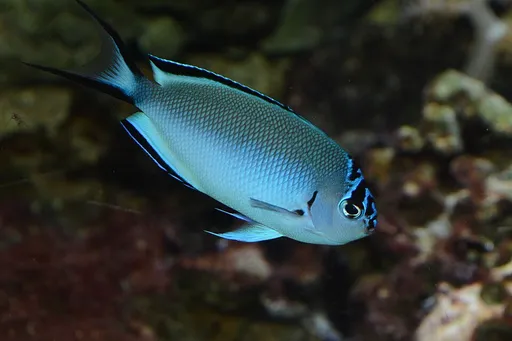 Watanabei Angelfish (Genicanthus watanabei)