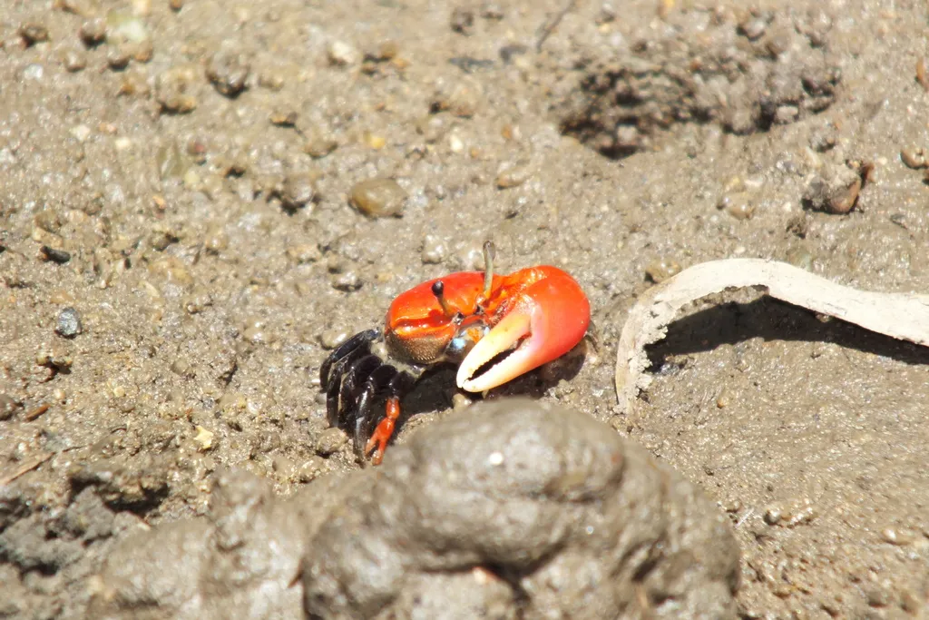 Watermelon fiddler crab (Paraleptuca crassipes)