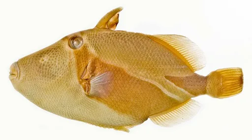 Wedgetail triggerfish (Rhinecanthus rectangulus)