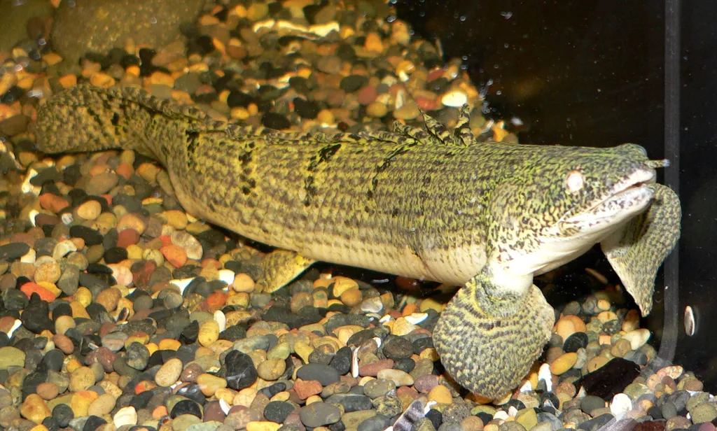 Weeks' bichir (Polypterus weeksii)