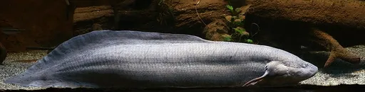 West African lungfish (Protopterus annectens)
