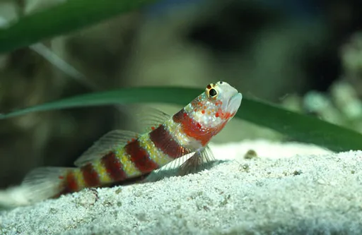 Wheeler's Prawn Goby (Amblyeleotris wheeleri)
