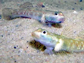 White-cheek goby (Rhinogobius duospilus)