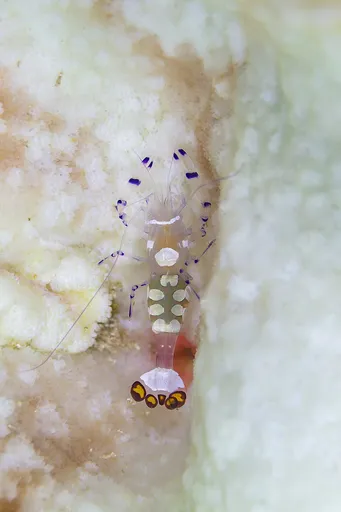 White-Spot Anemone Shrimp (Periclimenes brevicarpalis)