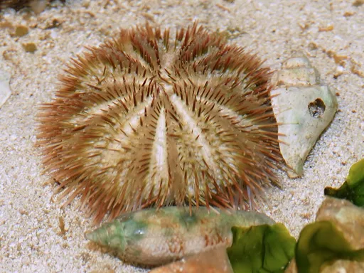 White Urchin (Lytechinus variegatus)