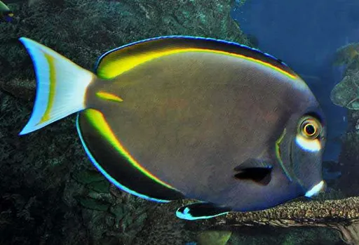 Whitecheek Tang (Acanthurus nigricans)