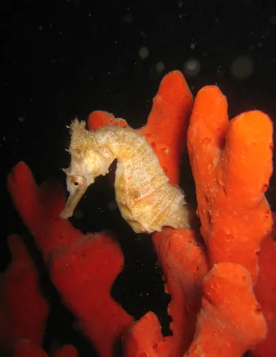 White's Seahorse (Hippocampus whitei)