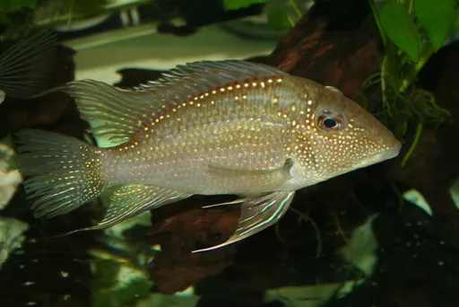 Whitespot eartheater (Satanoperca leucosticta)