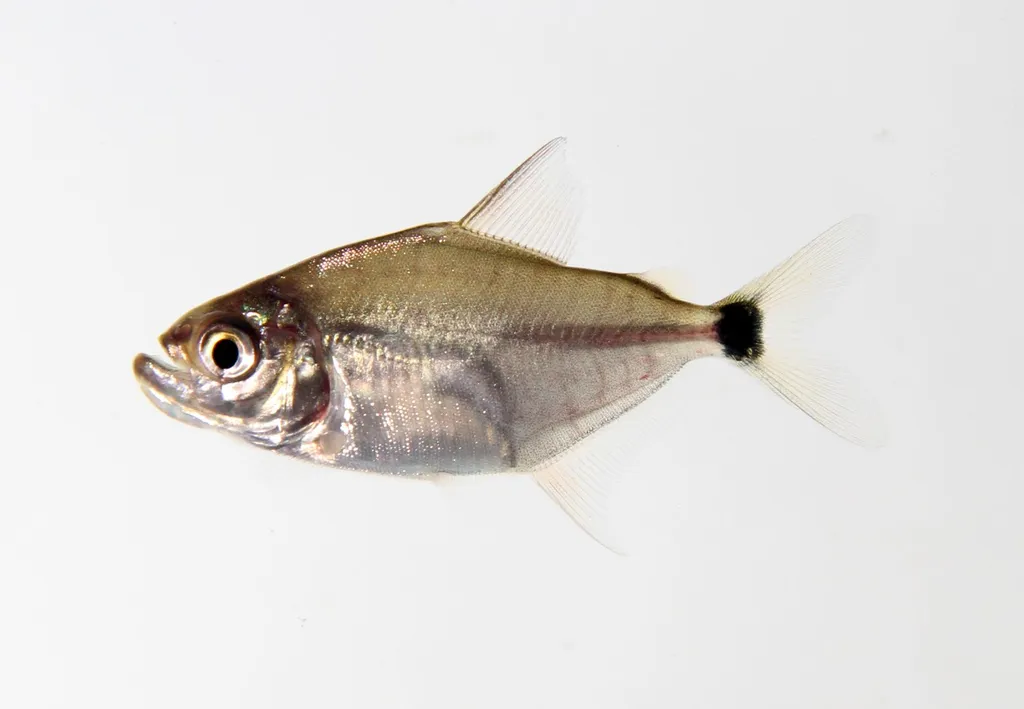 Wimple piranha (Catoprion mento)