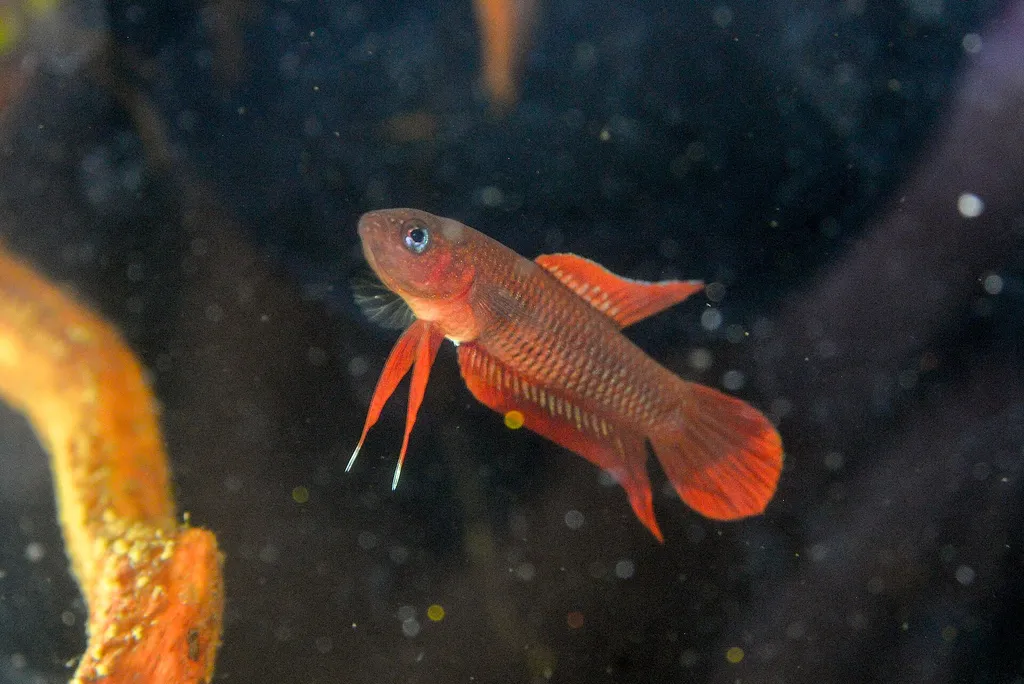 Wine-red betta (Betta burdigala)