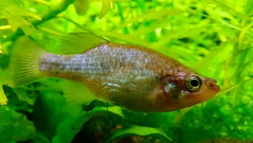 Relict splitfin (Xenoophorus captivus)