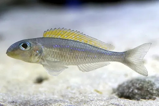 Yellow sand cichlid (Xenotilapia flavipinnis)