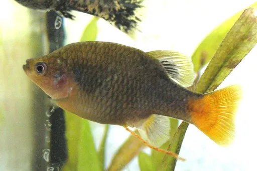 Redtail splitfin (Xenotoca eiseni)