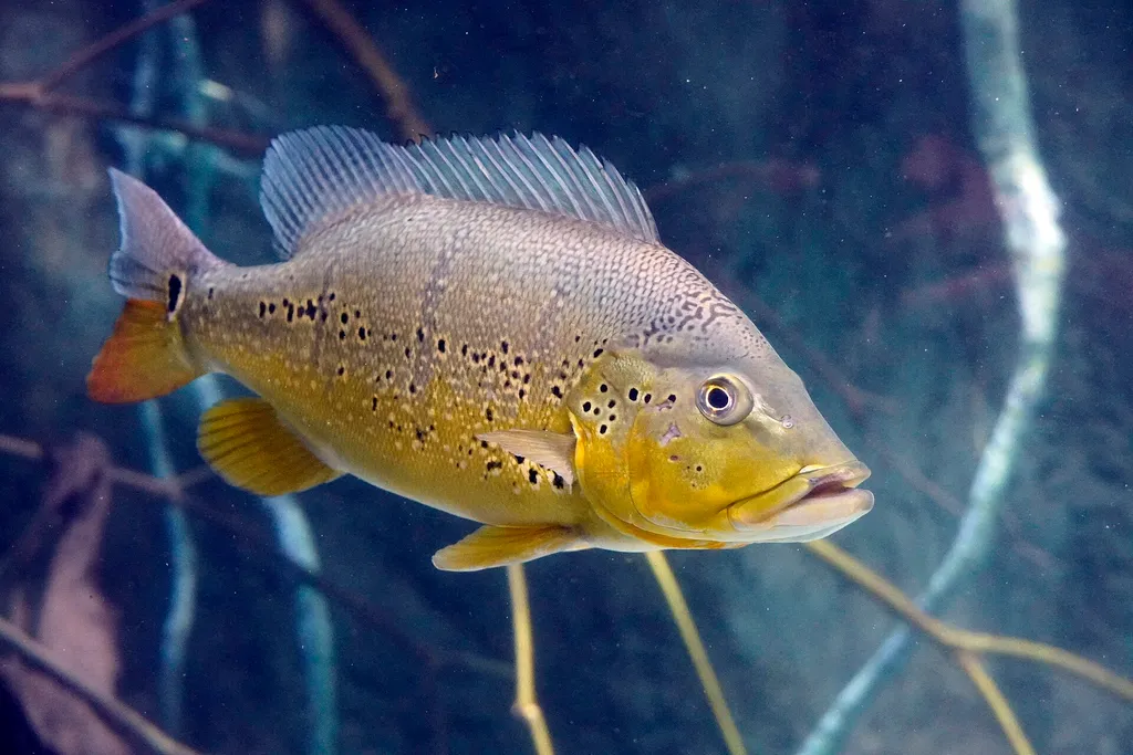 Xingu peacock bass (Cichla melaniae)