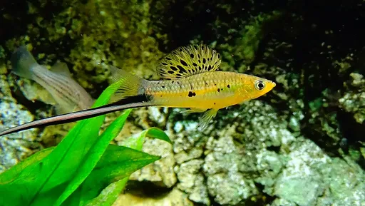 Montezuma swordtail (Xiphophorus montezumae)