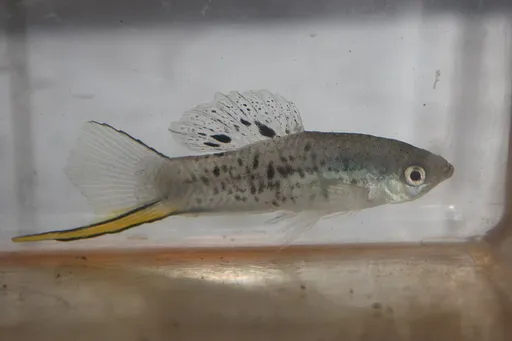 Northern mountain swordtail (Xiphophorus nezahualcoyotl)