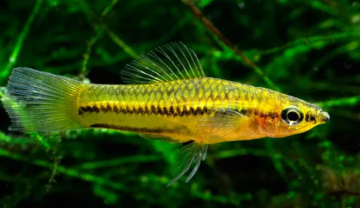 Pygmy swordtail (Xiphophorus pygmaeus)