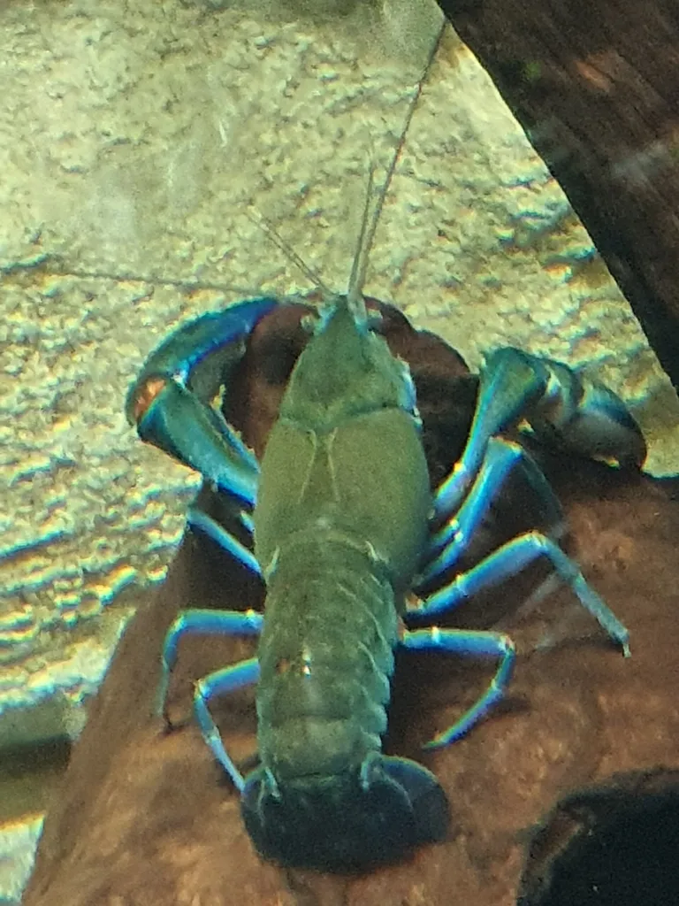 Yabby (Cherax destructor)