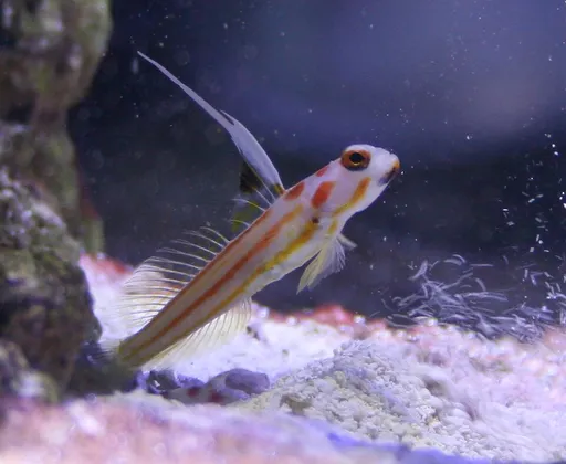 Yasha Goby (Stonogobiops yasha)