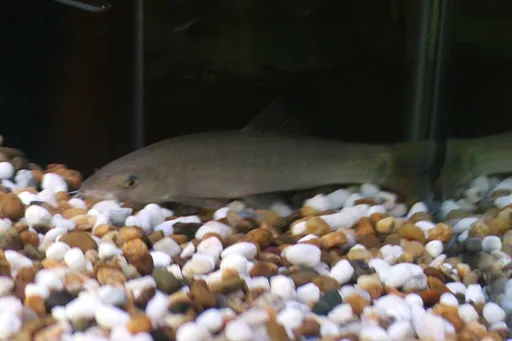 Sun loach (Yasuhikotakia eos)