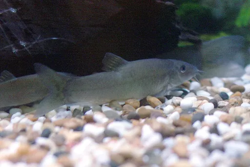 Leconte's loach (Yasuhikotakia lecontei)