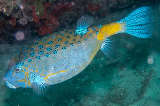 Yellow Boxfish (Ostracion cubicus)