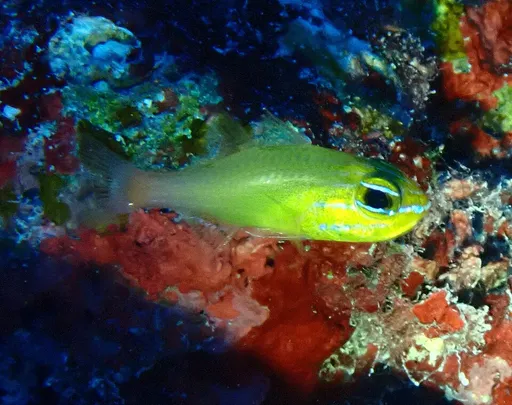 Yellow Cardinalfish (Ostorhinchus luteus)