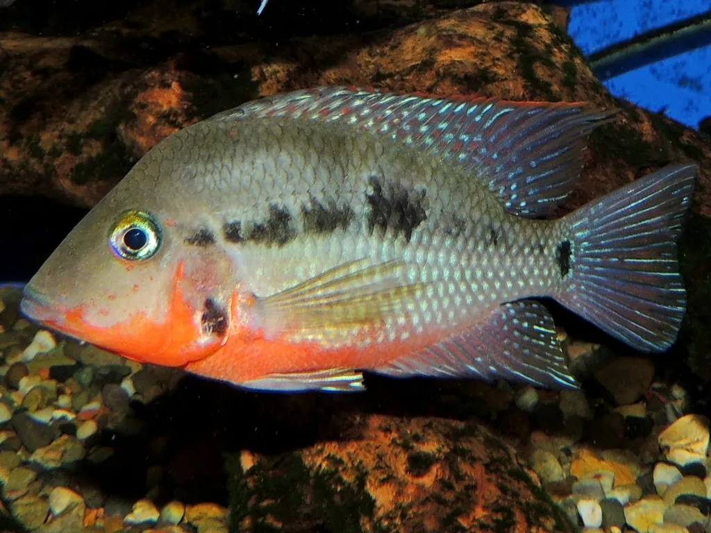 Yellow-cheek firemouth (Thorichthys helleri)