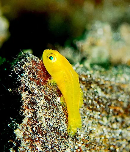 Yellow Clown Goby (Gobiodon okinawae)