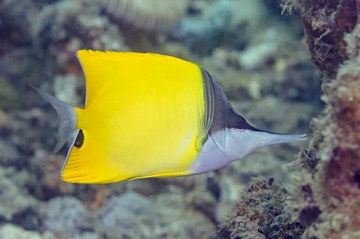 Yellow Longnose Butterflyfish (Forcipiger flavissimus)